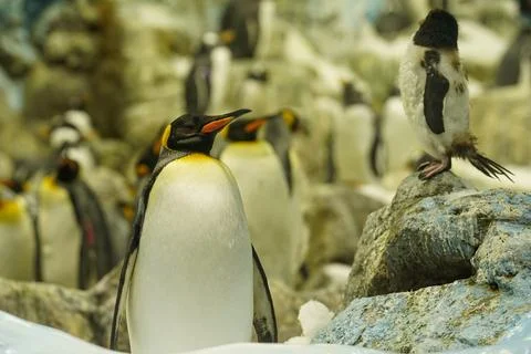 A proud king penguin is explaining something to his young son Stock Photos