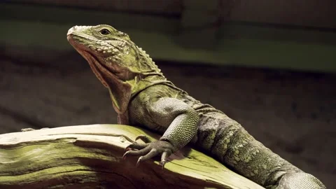 Proud leguan Stock Footage 151611647