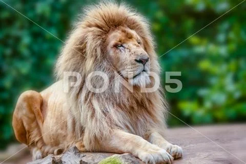 Proud lion portrait Stock Photos