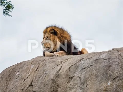 Proud lion on rock Stock Photos