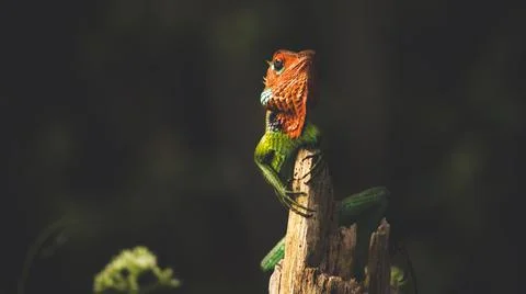 Proud lizard held his head high and sitting on top of a wooden pole, Colorful Stock Photos
