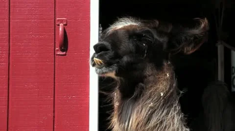 Proud Llama Stock Footage 12202098