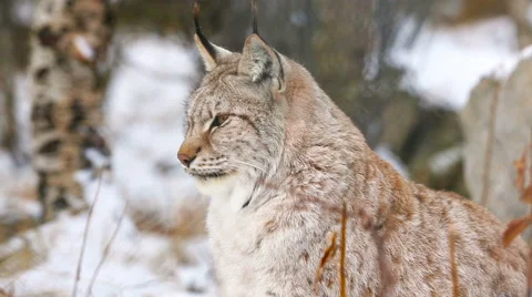 Proud lynx sitting in the forest Vidéo 58869483