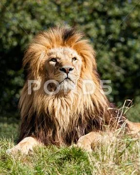 Proud majestic lion sitting in grass Stock Photos
