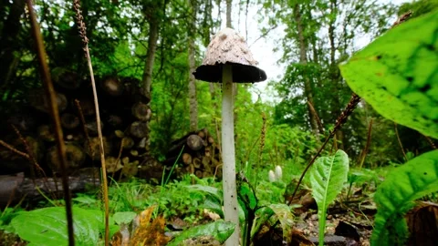 A proud mushroom low angle. 4K Vidéo 266980792