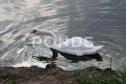 Proud mute swan and his mirror image Stock Photos