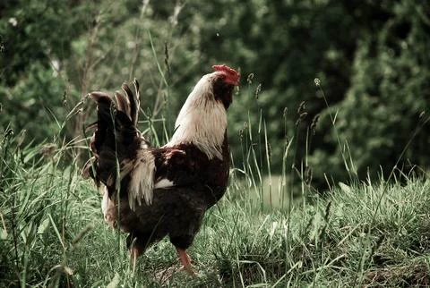 The proud one Foto stock