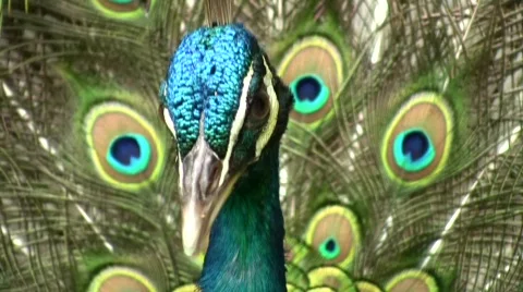 Proud PEACOCK Displays GLORIOUS Feathers on Display Close-up Stock Footage
