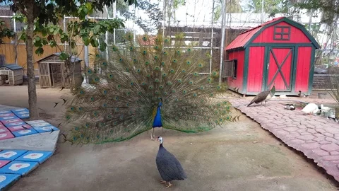A proud Peacock. Stock Footage 82825329