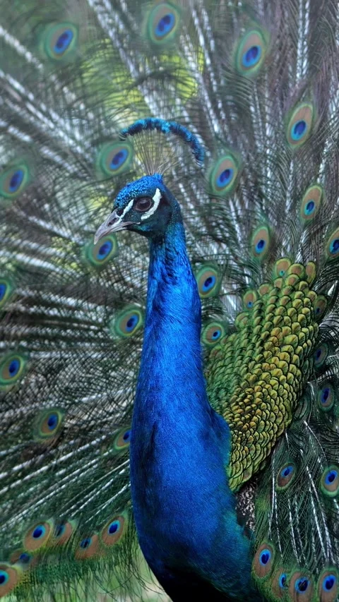 Proud Peacock Stands Displaying Huge Feather Fan, Turning Blue Crested Head 스톡 동영상 346989896