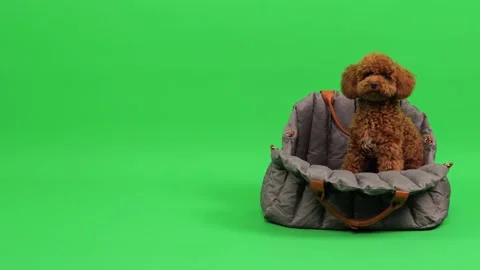 Proud poodle is seated gracefully on bed within studio environment Stock Footage 327609398