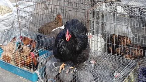 Proud Queen of Chickens Stock-Footage 73149300