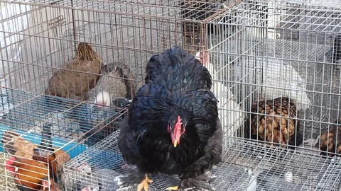 Proud Queen of Chickens Video stock 73152072