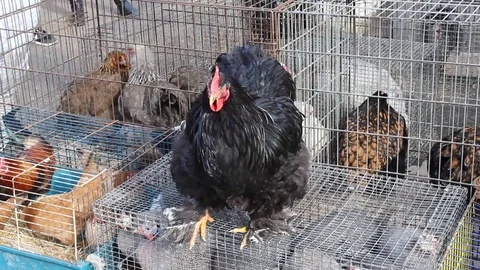 Proud Queen of Chickens Video stock 73152172