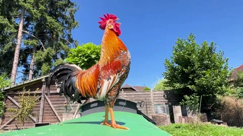 Proud rooster crowing on a house rooftop 스톡 동영상 337310504