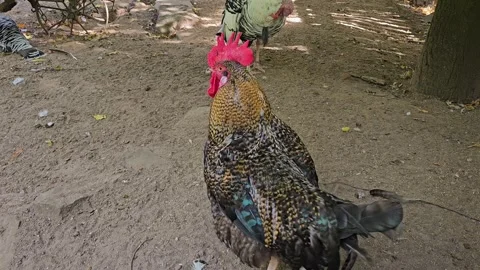 Proud Rooster Stock Footage 266882327