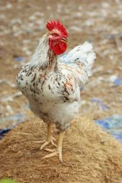 Proud rooster 写真素材