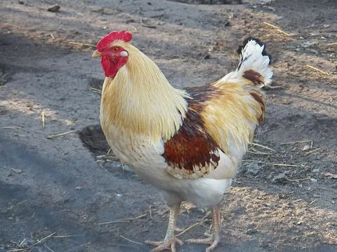 Proud rooster Stock Photos