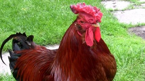 Proud rooster portrait Vídeo Stock 93746547
