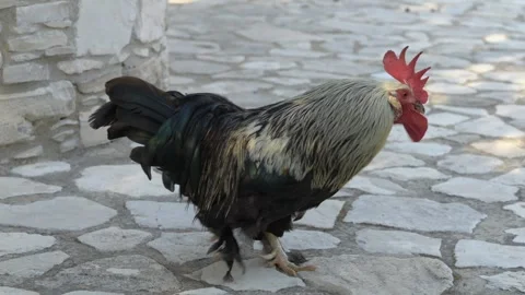 Proud rooster struts confidently along a sunlit village path. Perfect for Video stock 321817463