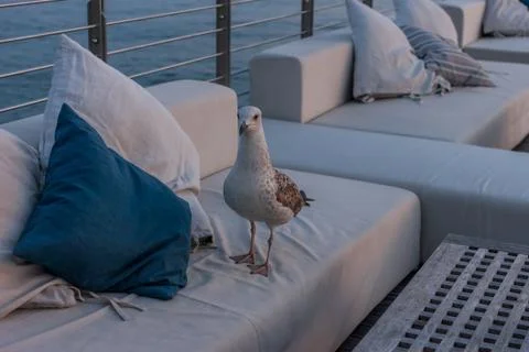 Proud seagull walking on empty cafe terrace Stock Photos