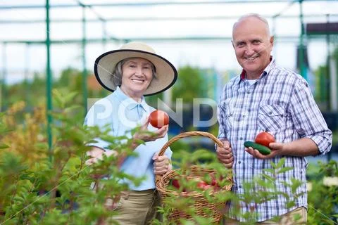 Proud Senior Couple Showing Fresh Vegetables in Garden Stock Photos