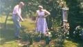 Proud Seniors Man and Woman Rose Bushes Garden 1950s Vintage Film Home Movie 204 HD Footage