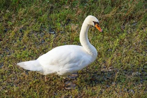 Proud swan Stock Photos