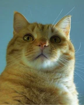 Proud Tabby 写真素材