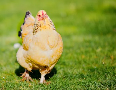 Proud walking hen Stock Photos