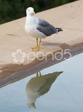 Proud white-gray gull reflected in water Stock Photos