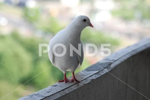 Proud white pigeon on a balcony over blurred green street background Stock Photos