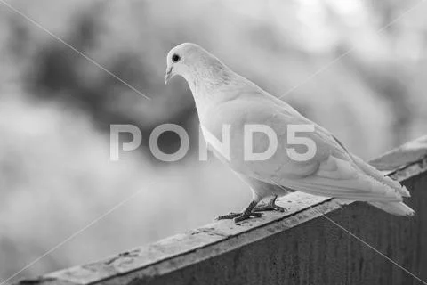 Proud white pigeon on a balcony over blurred green street background Stock Photos