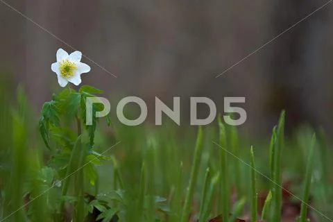 Proud wood anemone Stock Photos