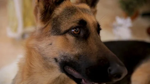 Proud young German shepherd sitting and looking away Stock Footage 100256803