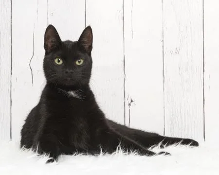 Proudblackcat Stock Photos