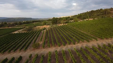 Provance Vinery Video stock 241688504