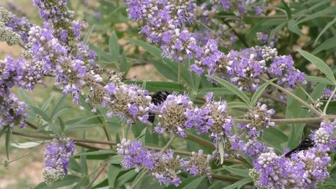 Provence Bee02 Stock Footage 121223639