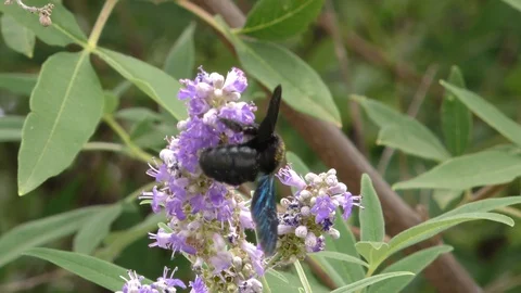 Provence Bee03 Stock Footage 121223571