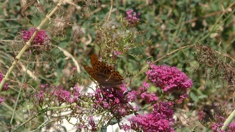Provence Butterflies02 Stock Footage 121224494