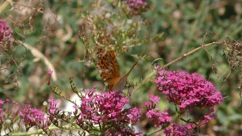 Provence Butterflies03 Stock Footage 121224403