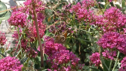 Provence Butterflies09 Video stock 121224103