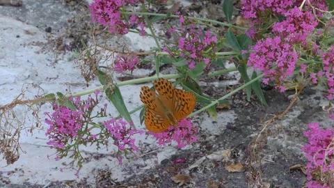 Provence Butterflies13 Video stock 121223968