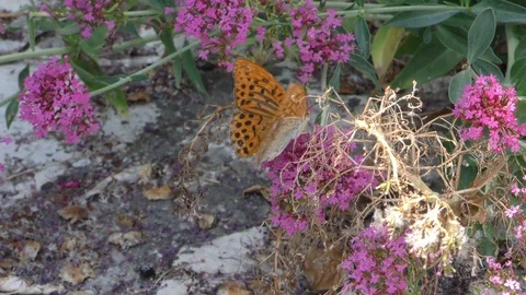 Provence Butterflies14 Stock Footage 121223946