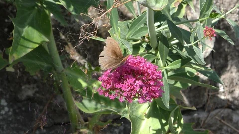 Provence Butterflys01 Stock Footage 121224500