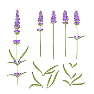 Provence flowers collection. Set of lavender flowers elements. Violet flowers 스톡 일러스트