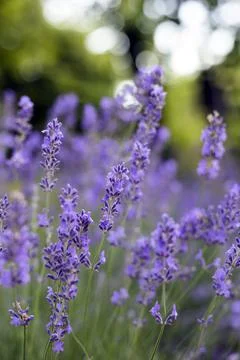 Provence - lavender field Stock Photos