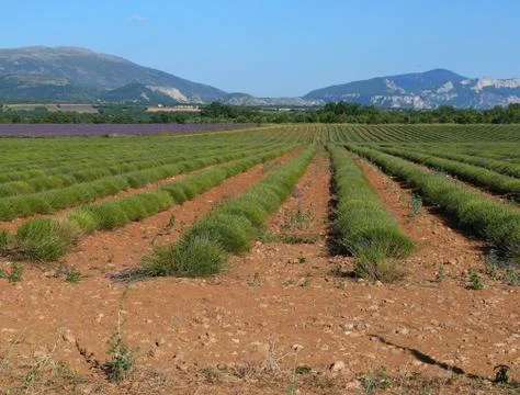 Provence Stock Photos