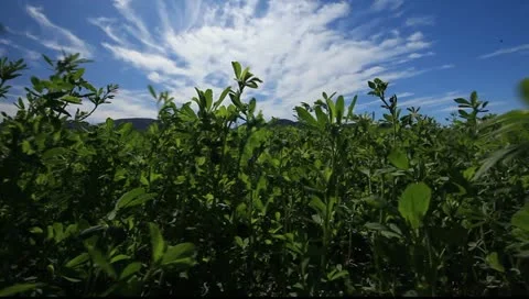 Provence sky and clouds, looking up Video stock 10806320