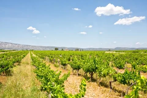 Provence Summer Day Stock Photos